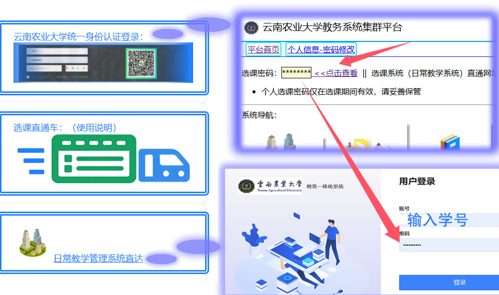 示意图：先登录教务平台查看个人选课密码，后在日常教学系统直通登录中使用